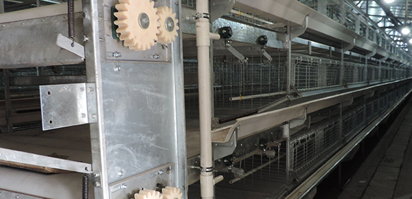 夏季規?;B雞舍通風的模式探討 夏季規?;B雞舍通風的模式探討